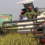 Bupati Panen Raya Di Desa Raji Demak